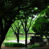 雨の千葉公園