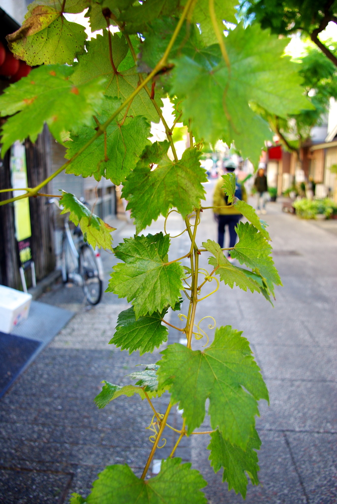 商店街の葉っぱ