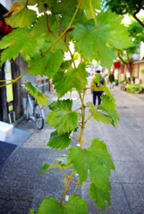 商店街の葉っぱ