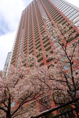 タワマンと桜