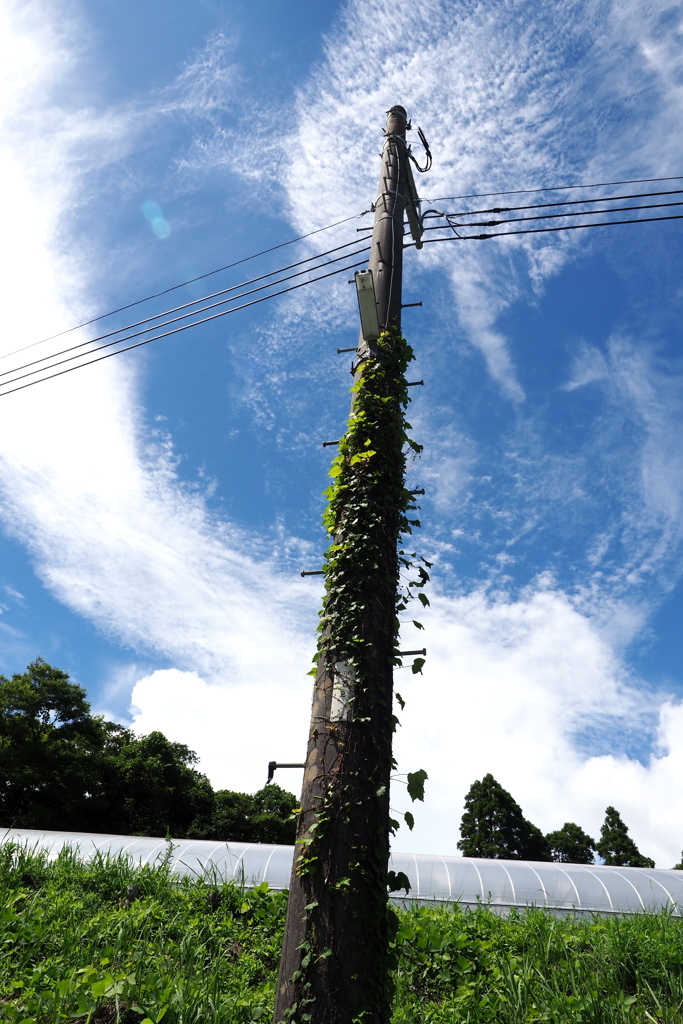電柱にツタ