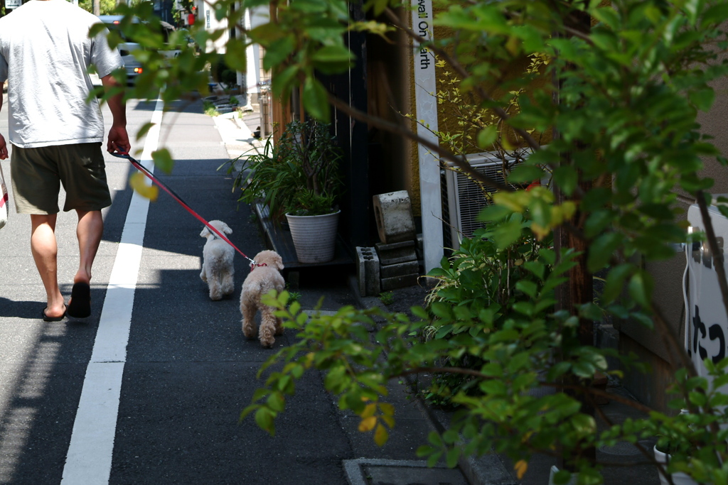 犬の散歩