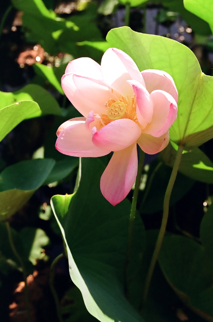 桜蓮 (FILM)