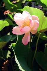 桜蓮 (FILM)