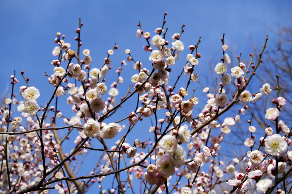 2月の梅