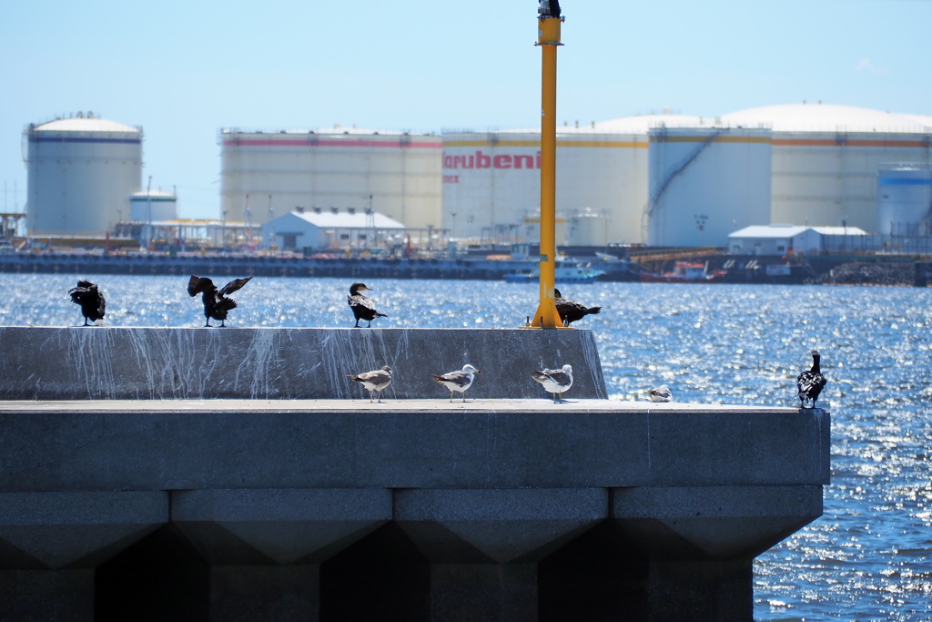 千葉港 桟橋と海鳥