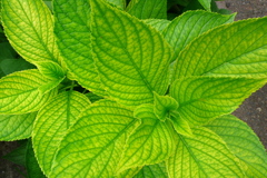 LEAF