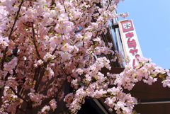 キムラヤサクラ