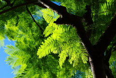 見上げた緑