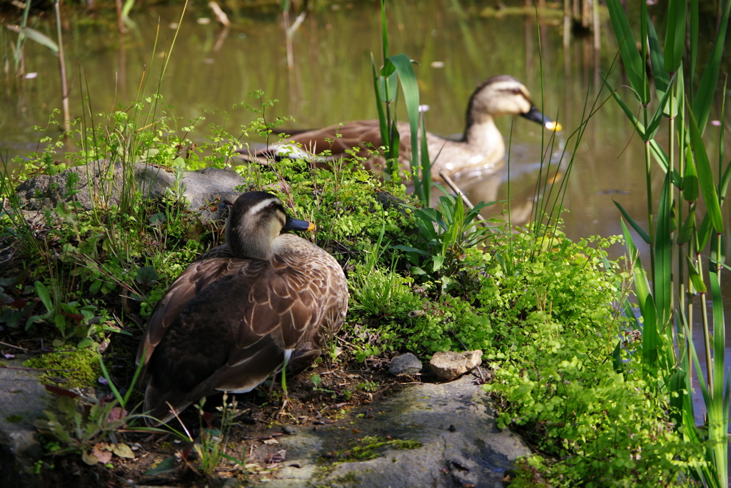 公園のカモ