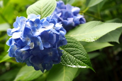 雨上がりの紫陽花