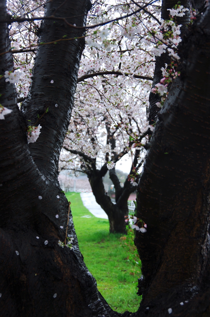 雨桜