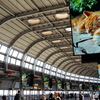 品川駅の猫