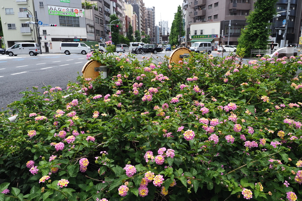 言問橋西交差点