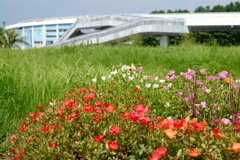 マリンスタジアム