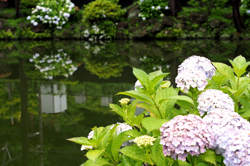 池のアジサイ