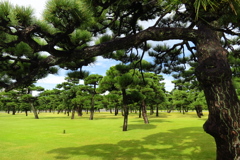 皇居外苑 松