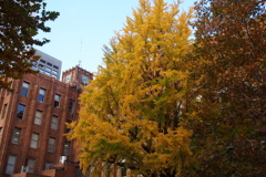 市政会館と紅葉