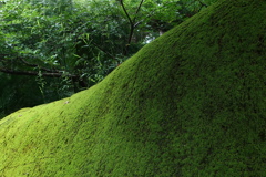 久留里城 登り口の苔