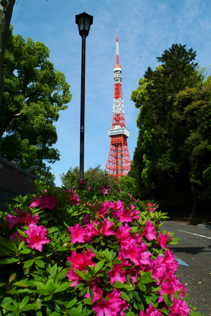 ツツジとタワー