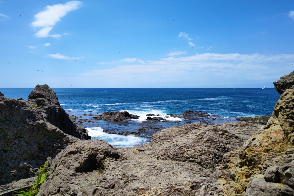 とんぼ飛ぶ海