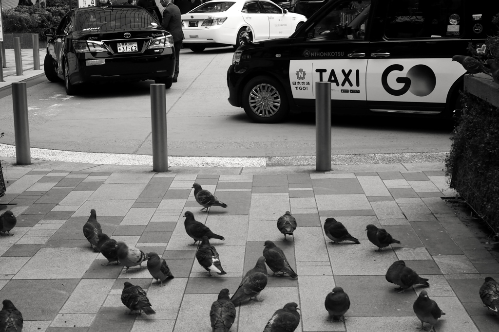 東京駅のハト