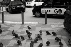 東京駅のハト