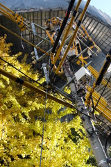 電柱とイチョウの木