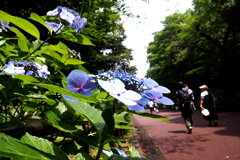 恩賜公園の紫陽花