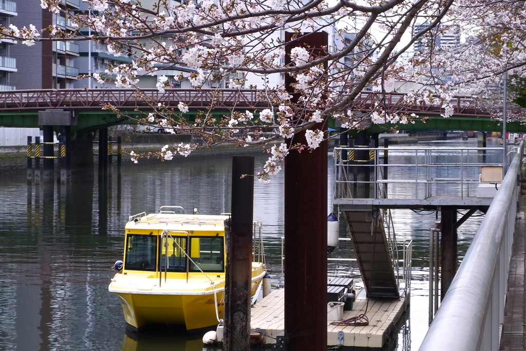 黄色いボートと桜