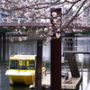 黄色いボートと桜