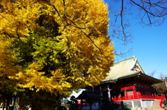 千葉寺ノ公孫樹