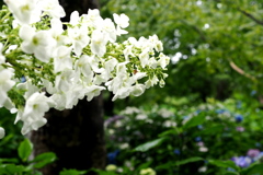 雨しずく