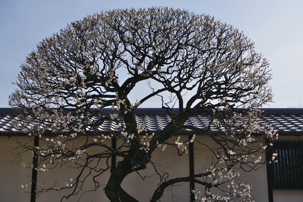 豪徳寺の梅