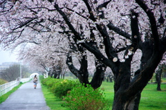 雨降り満開