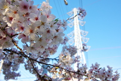 桜と鉄塔