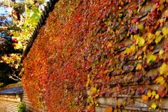 壁紅葉