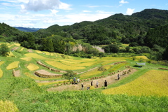 大山千枚田