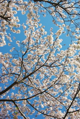 見上げた桜