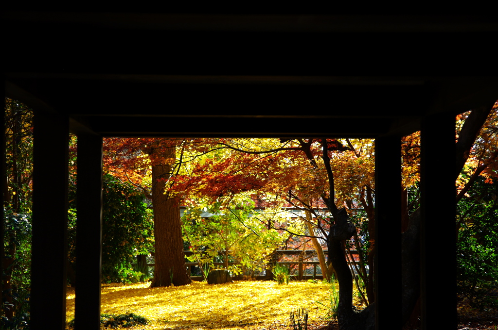 紅葉