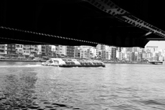 隅田川のシーバス