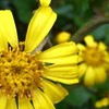 黄色の花