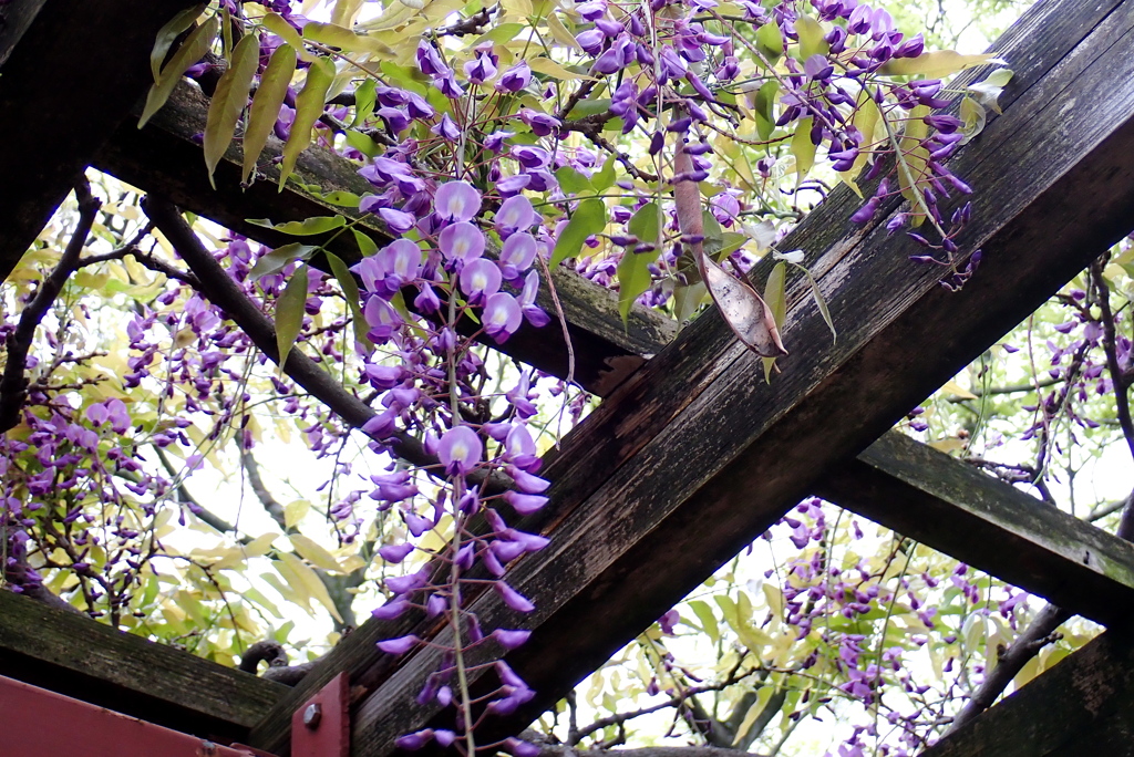 公園のフジ