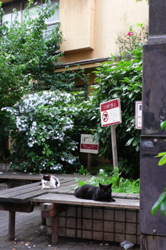 繁華街の狭間