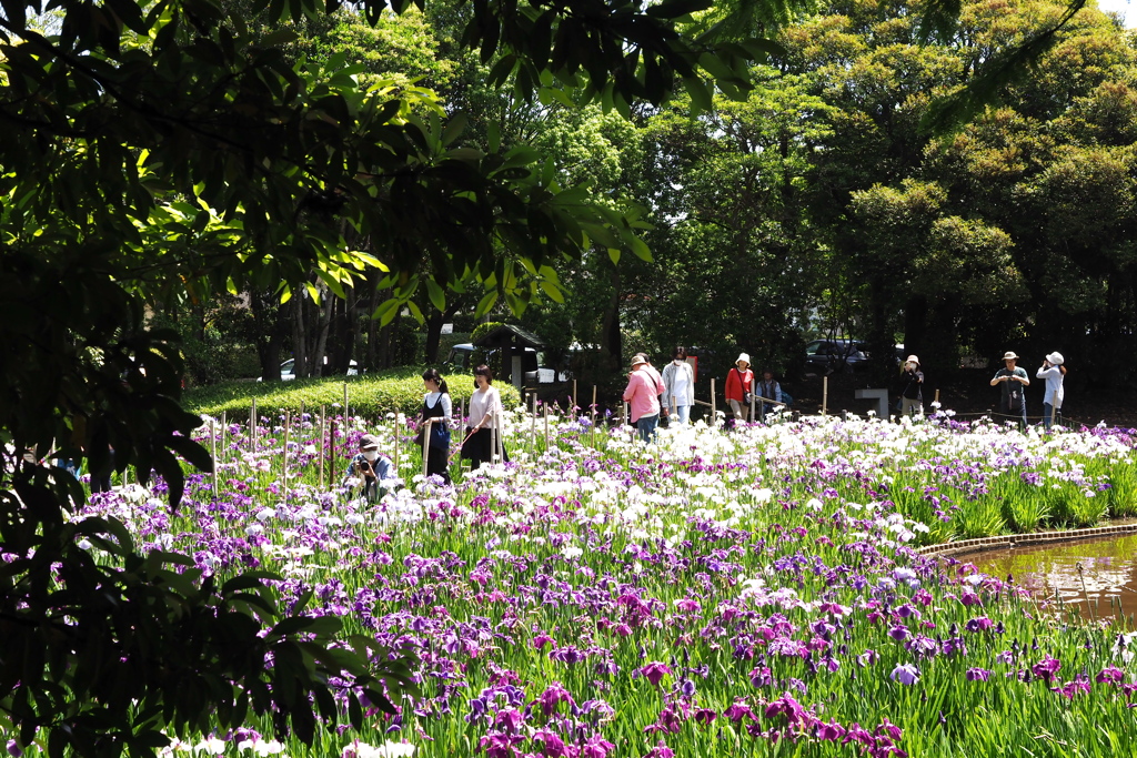 香澄公園 花菖蒲園