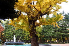 噴水前のイチョウ