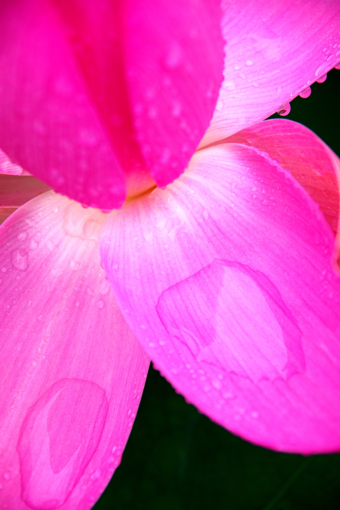 雨に濡れた蓮の花