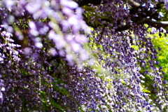 風になびくフジ