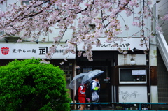 桜と雨