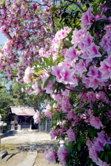 明神社のツツジ